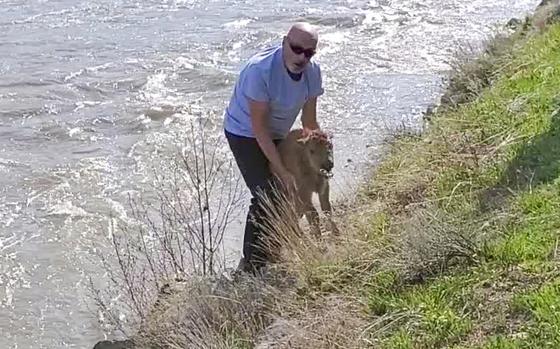 The National Park service said this unidentified visitor at Yellowstone National Park tried to help a baby bison reunite with its herd on May 20, leading to the young bison being euthanized. 