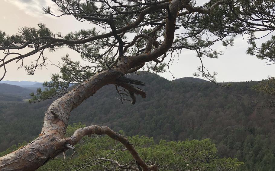 A tree branch extends past an overlook on the Dimbacher Buntsandstein high path, a 6-mile circular route that winds through numerous red sandstone formations in the Pfalz Forest, a little under an hour south of Kaiserslautern, Germany. 