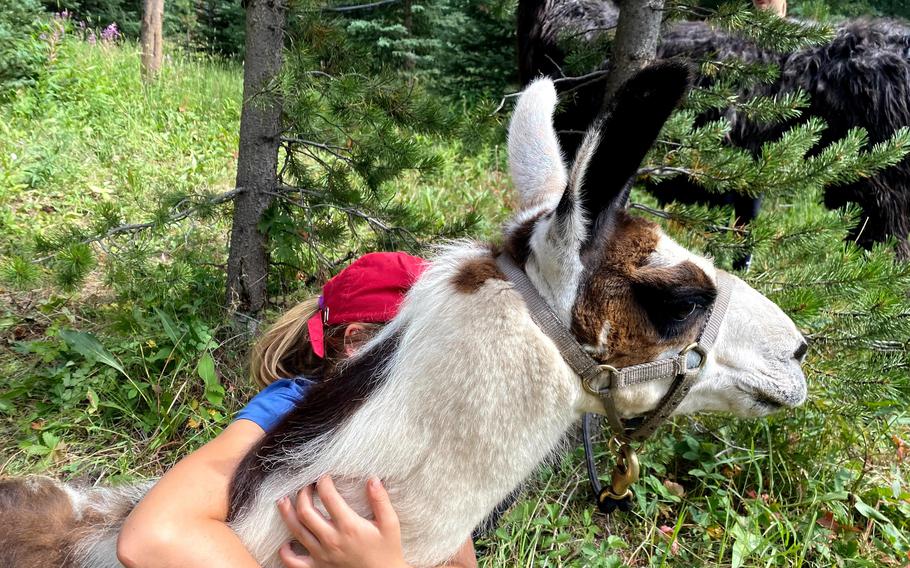 The writer’s youngest daughter, Cecilia, embraces Dewey. The children developed a deep affection for the llamas. 