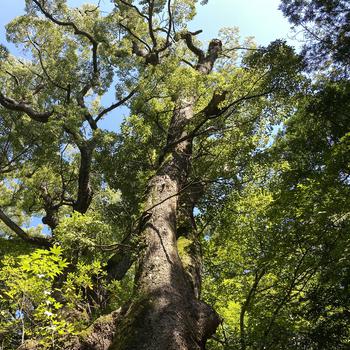 A large, ancient tree trunk, seen from below, is ringed by leaf-covered branches and blue sky above.