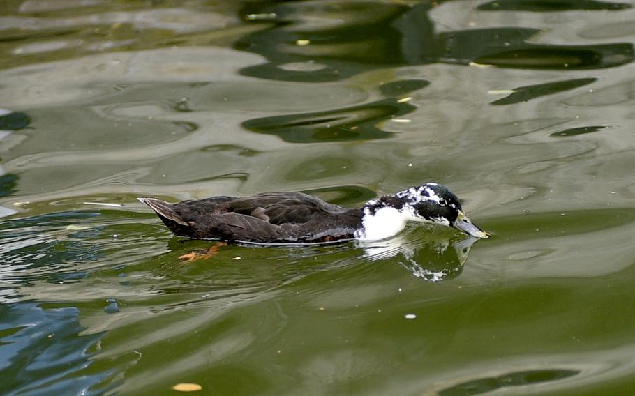 A duck swims in a river.
