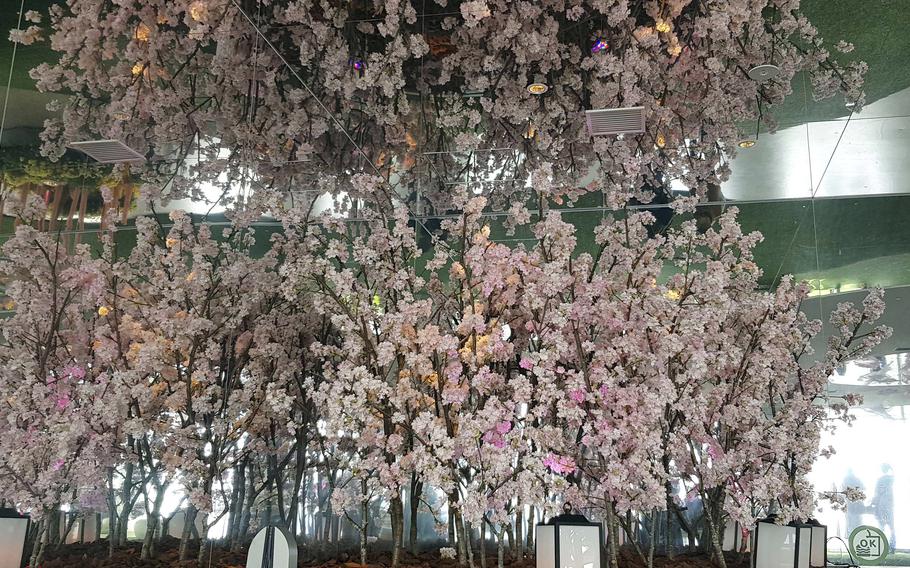 Thick branches of pink blossoms are reflected in a mirror on the ceiling. 