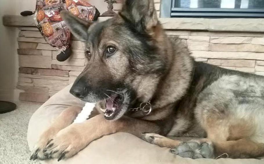 Hugo, an Air Force working dog who served in Iraq and Afghanistan, was to be honored in a memorial service Saturday, Aug. 7, 2021. 