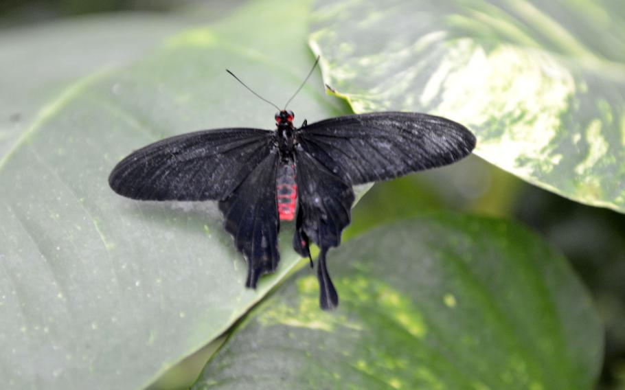 Not all butterflies are colorful and friendly looking as evidenced by this one hanging out at the House of the Butterflies in Bordano, Italy.