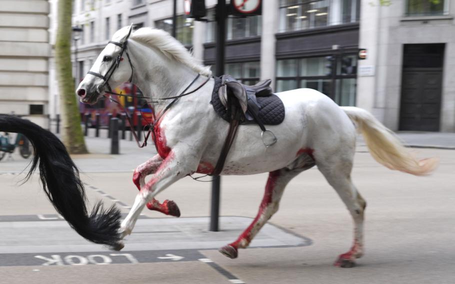 A white horse on the loose bolt through the streets of London near Aldwych, on Wednesday April 24, 2024. 