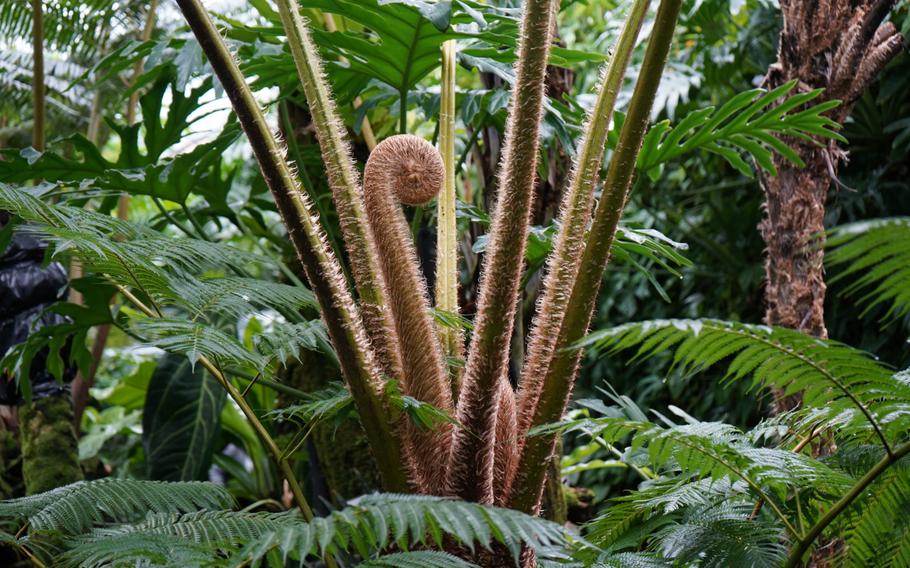 A large fern frond unfurls at the Atagawa Tropical & Alligator Garden, Hgashiizu, Japan, on Oct. 8, 2023.