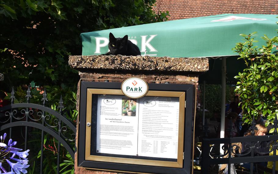 A black cat sits perched on top of a stone restaurant menu display board. The menu board shows German text and is surrounded by lush green foliage, with decorative iron railings visible to the left and colorful flowers in the foreground.