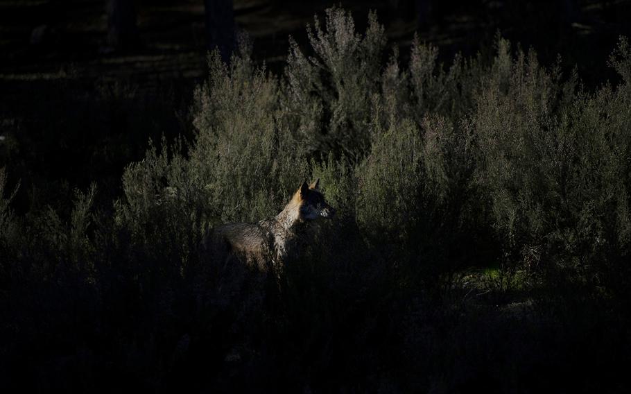 The Iberian Wolf Center (Centro del Lobo Ibérico Félix Rodríguez de la Fuente) in Robledo de Sanabria, Zamora, Spain.