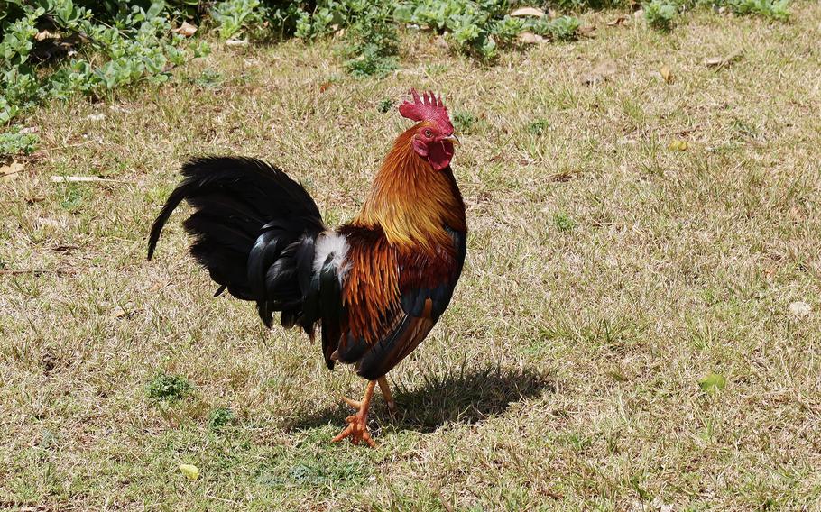 A feral chicken on Kauai, Hawaii. Hawaii has a feral chicken problem — and it’s being discussed everywhere from city councils to the state legislature.