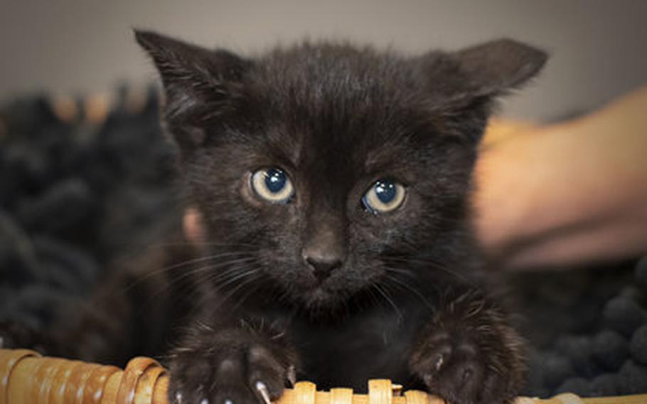 Hornet and his four littermates were humanely trapped once they were old enough to leave their mother.