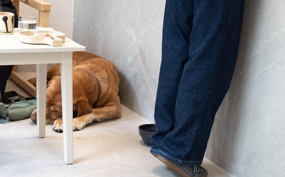 A dog sleeps on the floor of a cafe.