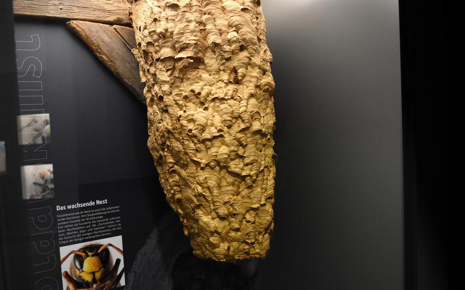 Get a close-up look at the remnants of a large hornet nest at the Palatinate Museum of Natural History in Bad Duerkheim, Germany. A buzzing sound greets visitors as they walk by the display.