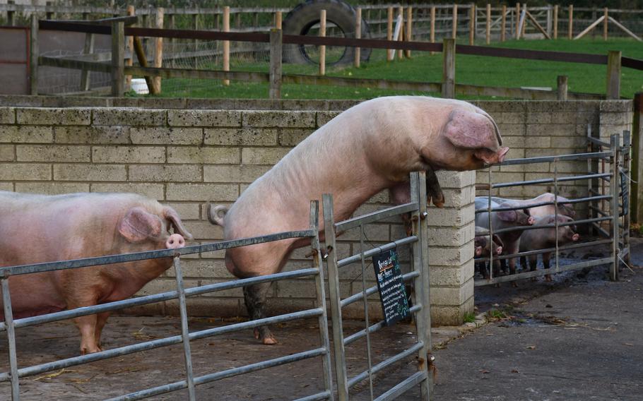 Rare breeds of pigs check out their surroundings at the appropriately named Church Farm Rare Breeds Centre in Stow Bardolph, England, on Nov. 5, 2021.