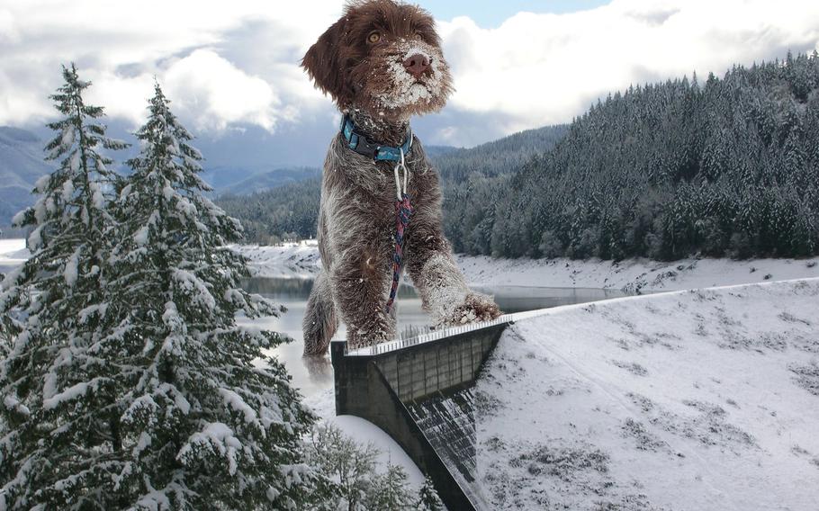 A dog is portrayed over a Pacific Northwest dam in a 2024 calendar made by the Army Corps of Engineers' district in Portland, Ore. The hit calendar featuring gargantuan cats that the agency produced last year is back, but now there is a dog option as well.