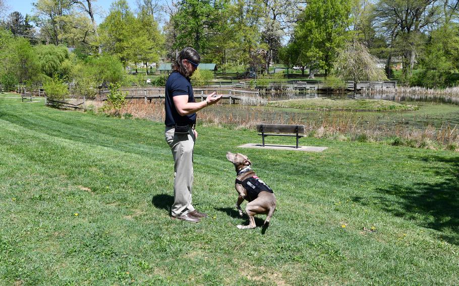 Service dog Link waits for a command from his owner, veteran Bill Lins, at Friends Community Park in Forest Hill, Md., Wednesday, April 19, 2023.