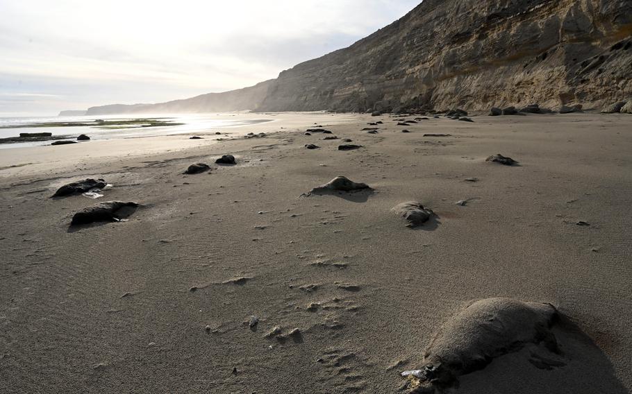 Dead seal pups are spread out on a beach in Valdes Peninsula, Argentina, after adults abandoned the breeding area. 