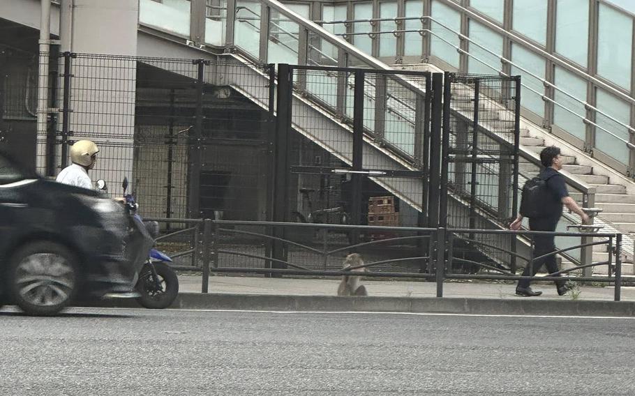 A monkey looks at a street through a railing with a moped passing by in front of it and a pedestrian behind it.