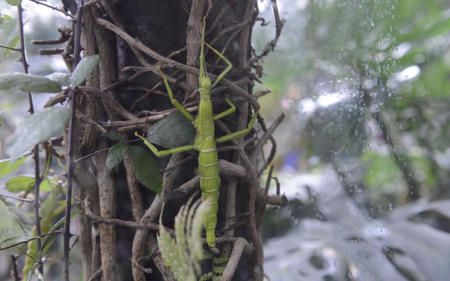 The green stick insect, which is native to Thailand, is one of the less vivid residents at the House of the Butterflies in Bordano, Italy.