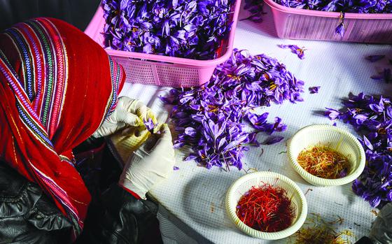 A woman inspects red stigmas from a purple crocus flower for impurities iin one of three saffron processing centers opened by Rumi Spice, a  Chicago-based spice company founded by U.S. Army veterans that sources its spices directly from Afghan farmers. Called Red Gold, saffron is sold as the most expensive spice in the world, selling for up to $4,000 a pound. 

Read J.P. Lawrence's 2018 story about growing saffron in Afghanistan and the role of a U.S. veteran led company here. 
https://www.stripes.com/theaters/middle_east/can-a-company-founded-by-army-veterans-rise-above-a-recent-saffron-slump-1.562351

META DATA: Afghanistan; agriculture; trade; U.S. veterans; veteran owned business; local culture; women's rights; saffron; azafran