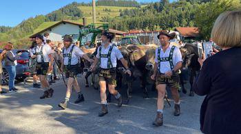 Four men walking in front of cows on road
