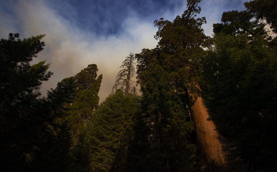 Smoke fills the sky in the Sequoia National Forest above a giant sequoia on the Windy fire near the Tule River Reservation on Sept. 16, 2021 in Sequoia National Forest, Calif. 