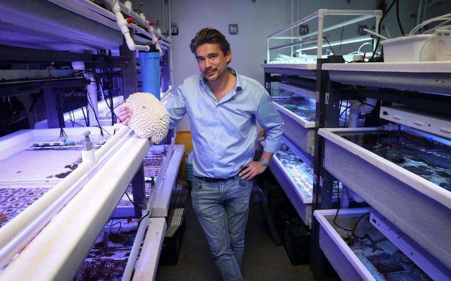 University of Miami marine biology and ecology professor Andrew Baker poses with a coral skeleton in a wet lab at the UM Rosenstiel School of Marine, Atmospheric, and Earth Science complex at Virginia Key on Thursday, Dec. 15, 2022. Baker is working on a military-funded research project to develop hybrid reefs, which are composed of natural, living corals growing on a man-made structure that’s engineered to slow down waves.