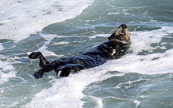 SANTA CRUZ, CA - JULY 13: This sea otter - which remains nameless - has been attacking and terrorizing surfers along the Santa Cruz coastline on Thursday, July 13, 2023 in Santa Cruz, CA. The otter has a blue tag on its foreleg. A renegade sea otter is terrorizing California surfers with aggresive behavior. Since mid-June, an otter - which remains nameless - has been attacking and terrorizing surfers off the Santa Cruz coastline - in at least one case, stealing a board. (Gary Coronado / Los Angeles Times)
