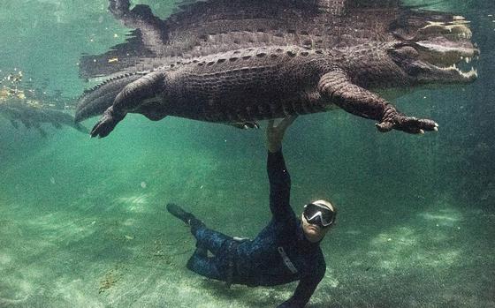 Chris Gillette, wildlife biologist and alligator trainer, poses with Casper after an Underwater Gator Tour at the Everglades Outpost with alligators he has trained inside an enclosure on June 10, 2022, in Homestead, Florida. Gillette rescues wild alligators, so he knows how to handle them if something goes wrong. Gillette rescued Casper and has trained him to listen to certain commands. (Alie Skowronski/Miami Herald/TNS)
