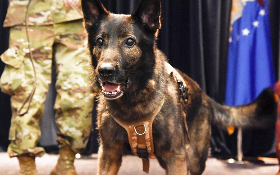 Riko, a military working dog, takes the stage during his retirement ceremony inside the Enlisted Club at Yokota Air Base, Japan, Wednesday, Oct. 11, 2023. 