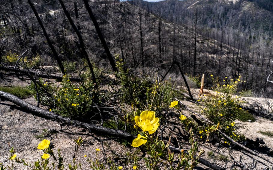 Bush poppies rise out of soil charred by fire in the Big Basin area of the Santa Cruz Mountains, where the CZU Lightning Complex Fire raged in 2020. 