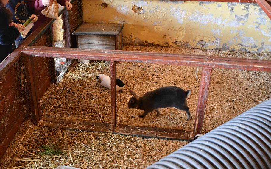 Children feed a guinea pig and a rabbit at the South Angle Farm Park on Feb. 15, 2023. The farm park works with schools for educational opportunities.