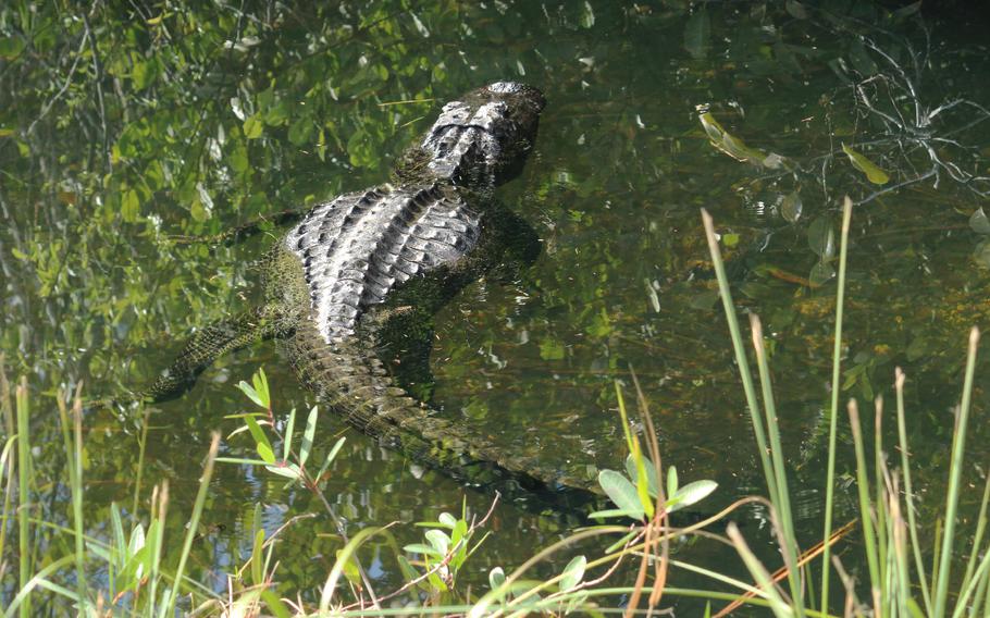 An alligator floats in a canal along the 15-mile scenic loop at Shark Valley Visitor Center, Everglades National Park, Florida. 