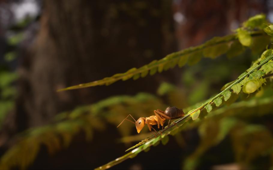 Strategy, exploration, conflicts, and even alliances with the local wildlife will be necessary for players to emerge victorious from the numerous challenges that await them in Empire of the Ants.