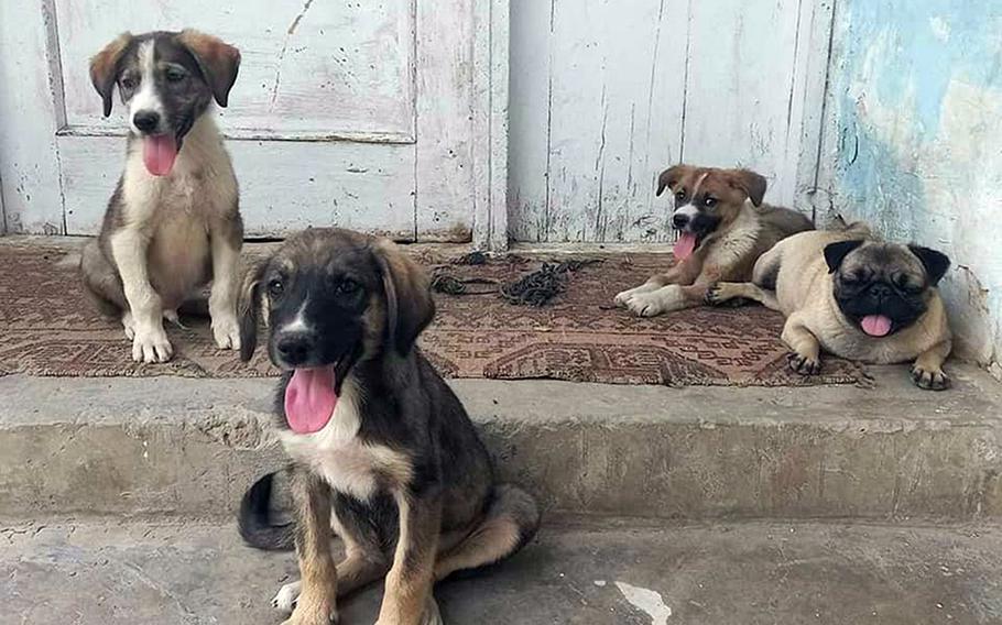 Rescued dogs pictured in Kabul, Afghanistan, in 2021. Charlotte Maxwell-Jones, an American who founded Kabul Small Animal Rescue in 2018, is racing to evacuate employees and hundreds of animals from the country by the end of the month.