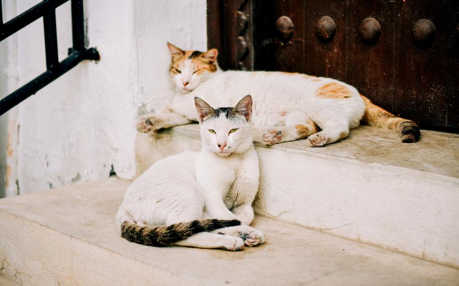 People exploring the streets of Muharraq, Bahrain, will most likely come across the many stray street cats that wander the neighborhood and are fed by residents.