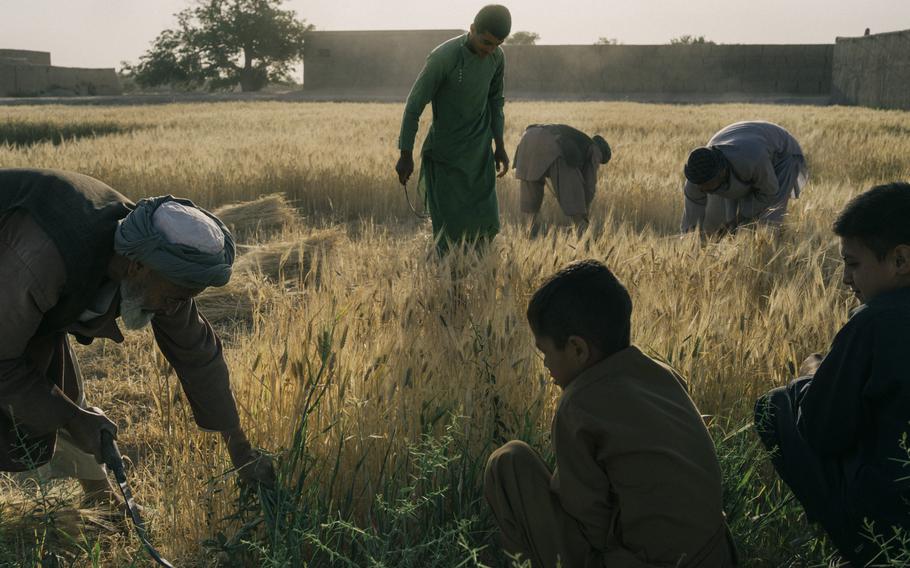 Farmers harvest wheat in an area of Aqcha affected by drought near Mazar-e Sharif. The water resources in the area are so depleted that the wheat has no kernels and can only be used to feed farm animals. 
