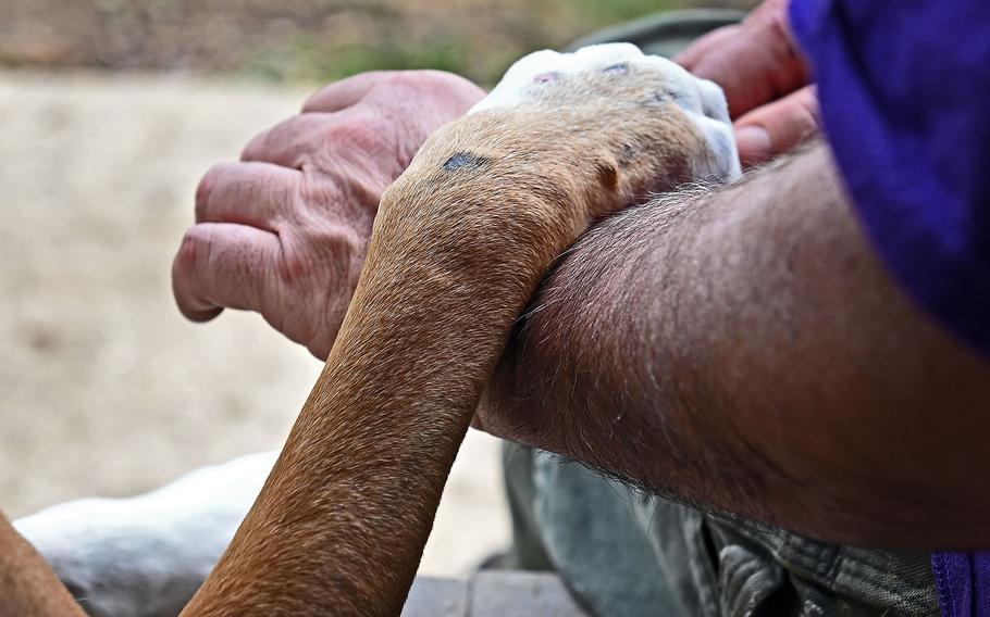 Veteran Donald Rhodes adopted Yankee, a rescue dog, through the low-cost Pets for Patriots program from the Harford County, Conn., animal shelter.