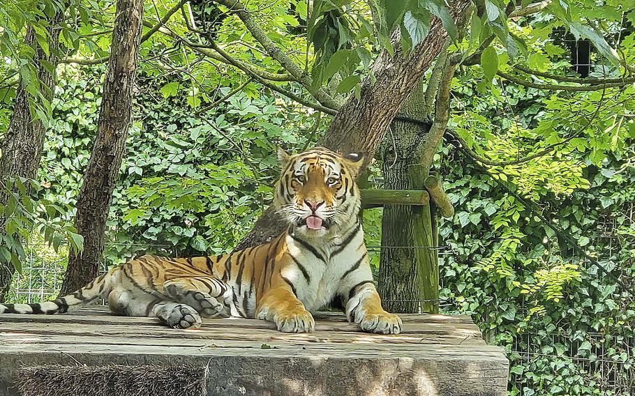 A Siberian tiger takes refuge from the heat at the Parco Zoo Punta Verde in Lignano Sabbiadoro, Italy, on Aug. 17, 2021.