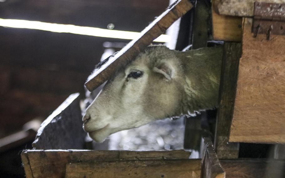 A sheep sticks his head out of a corral in Guatemala in 2019. People for the Ethical Treatment of Animals claimed a small victory Wednesday, Feb. 1, 2023, after learning the Navy ended years of what the group called “crude” medical testing on sheep at the University of Wisconsin-Madison.
