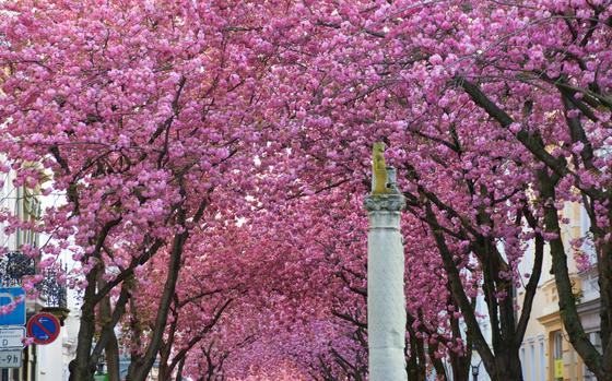 Cherry blossom trees along Heerstrasse in the town of Bonn, Germany, create a beautiful tunnel effect.
