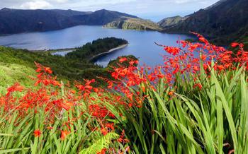 Coppertips bloom on the sides of the Lagoa do Fogo volcanic caldera on São Miguel. 