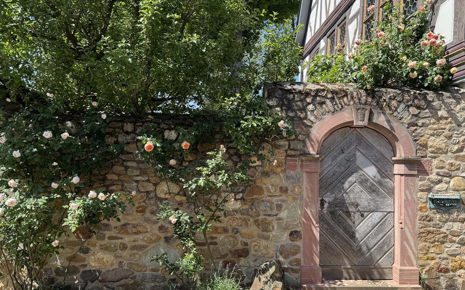 Roses climb a stone wall with a wood door in it.