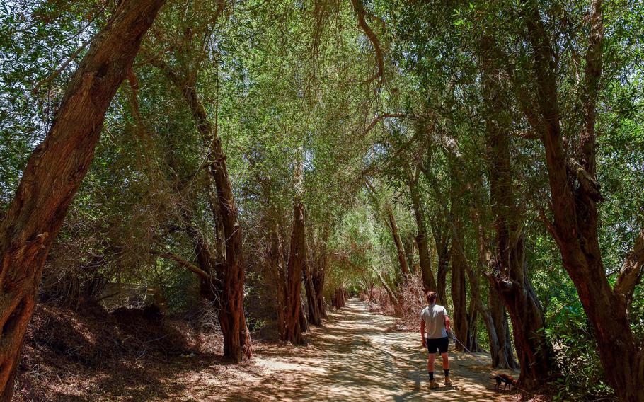 A canopy of trees over a walking path.