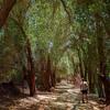 A walk along the mesquite-lined Karzakkan forest trail. This area is one of Bahrain’s few accessible green corridors and offers natural shade and quiet.