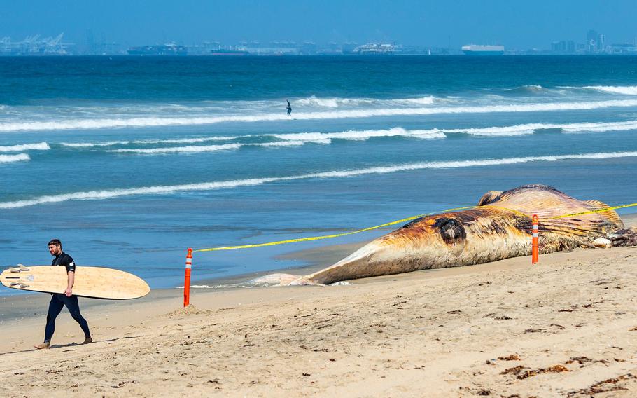 A surfer walks past a massive 65-foot dead fin whale as it lays on the beach at Bolsa Chica State Beach in Huntington Beach on Thursday, May 20, 2021. It is believed to be the same whale that was struck by an Australian Navy ship last week and washed up late Wednesday, May 19 in Huntington Beach. 