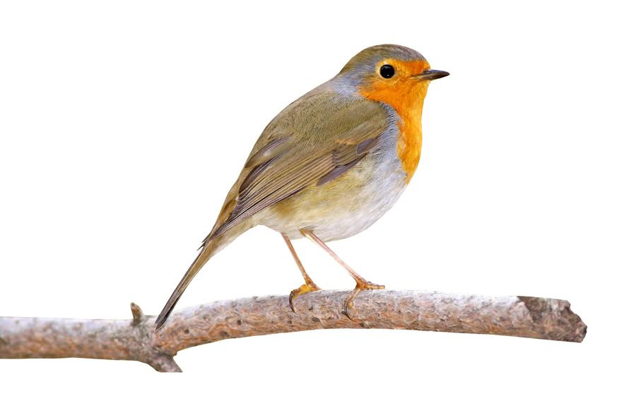 The European robin has a protein in its retinas that is sensitive to Earths magnetic field, which helps guide its migration, Army-funded research has found. Researchers say the findings could one day help soldiers navigate without GPS.