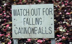 Hed: Cannonball! 2018

Foster National Garden, Honolulu, Hawaii, July 2, 2018: A helpful sign posted at the foot of looming cannonball tree, whose fruit grow directly out of the trunk and can carry a wallop to anyone standing below. And if a blow to the head from a wayward cannonball tree fruit doesn’t leave you dizzy, the smell of the fruit certainly will!

Find out what other odoriferous and unique plants Stars and Stripes reporter Wyatt Olson found at Honolulu's Foster National Garden. https://www.stripes.com/news/2018-07-19/honolulus-foster-national-garden-stinks-literally-1509007.html

https://www.stripes.com/news/2018-07-19/honolulus-foster-national-garden-stinks-literally-1509007.html

META TAGS: Travel; Hawaii; botanical garden; 