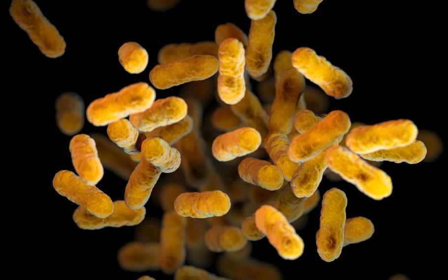  Bordetella pertussis bacteria