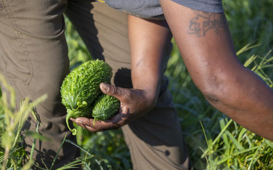 A woman harvests bitter melon.