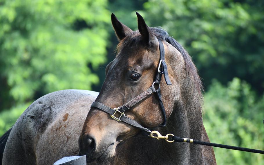A brown horse looks at the camera